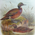 Auckland Islands Teal